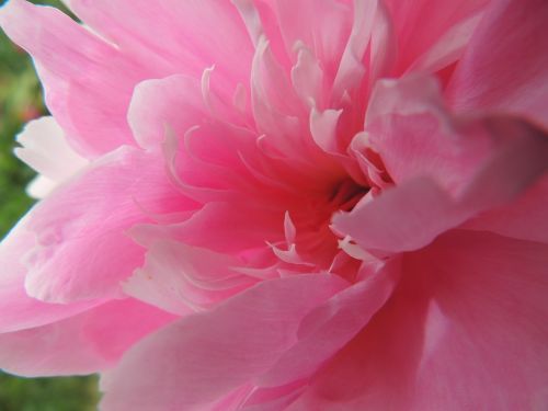 flower pink gerbera