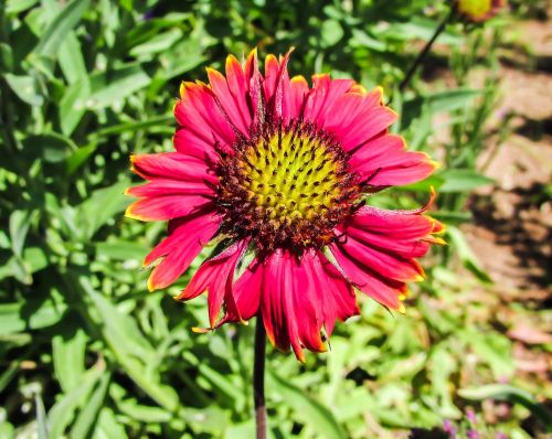 flower garden colorful