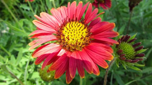 flower garden colorful