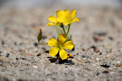 flower yellow plant