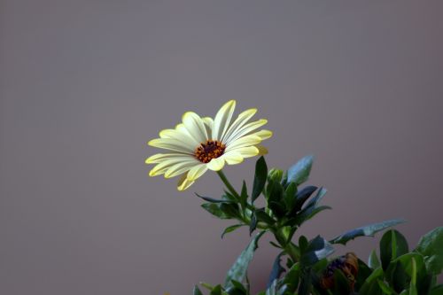 flower the petals aster