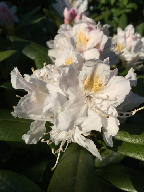 flower rhododendron