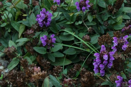 flower garden flora