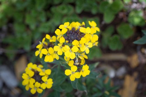 flower yellow rock stone herb
