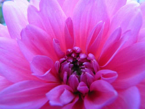 flower dahlia pink