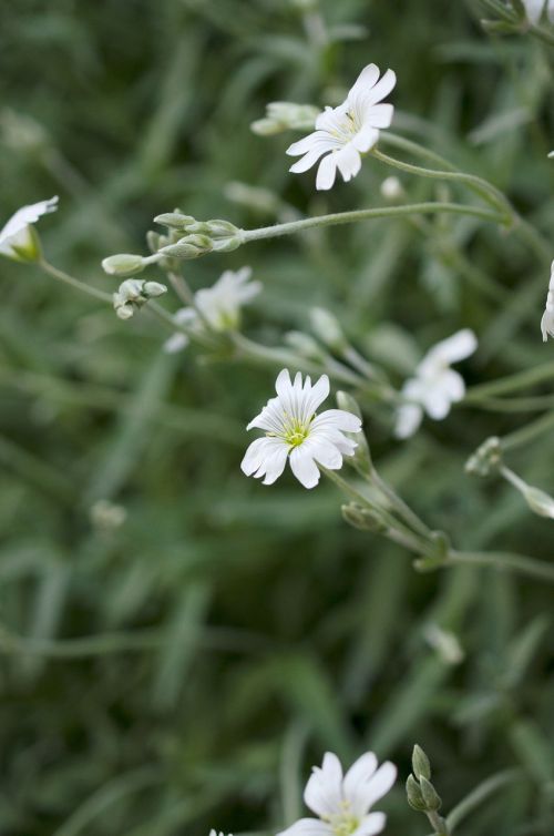 flower white garden