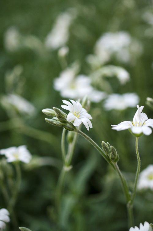 flower white garden