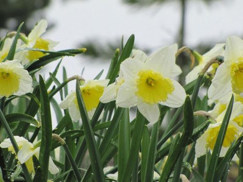 flower narcissus daffodil