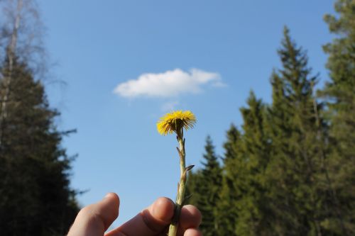 flower cloud himmel