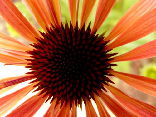 flower orange nature