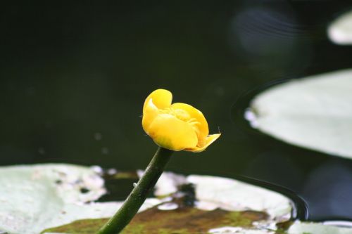 blossom bloom yellow