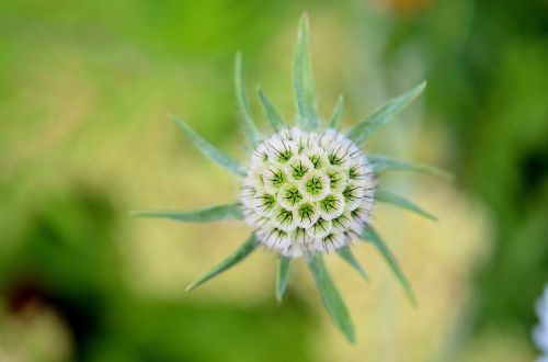 flower green green leaves