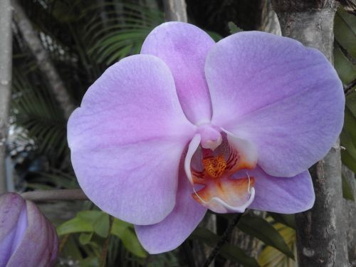 flower orchid nature