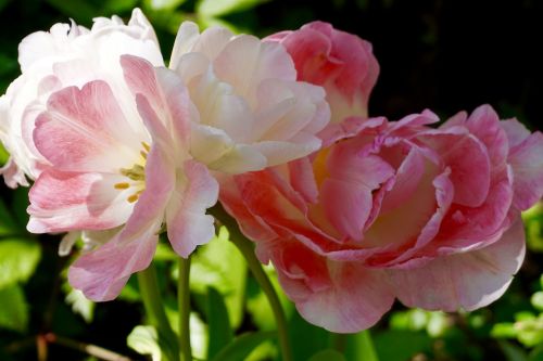 flower pink nature