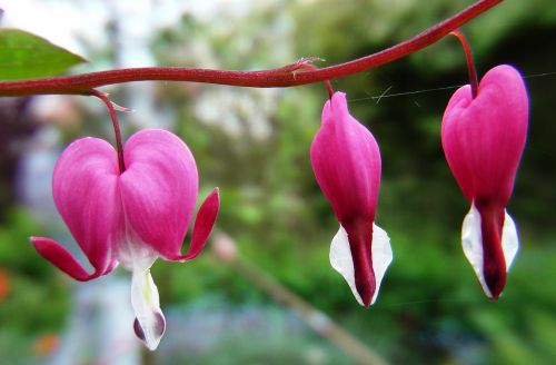 flower watery heart pink