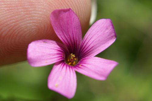 flower garden miniature