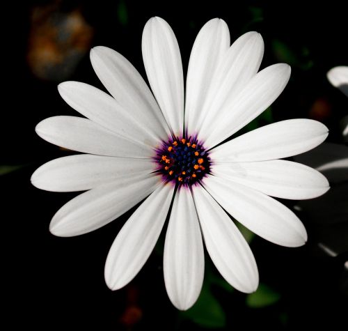 flower white white flower