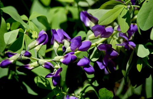 flower purple garden