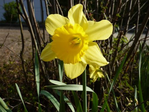 flower yellow yellow flower