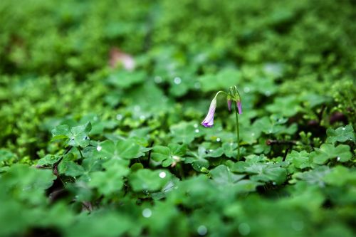 flower leave green