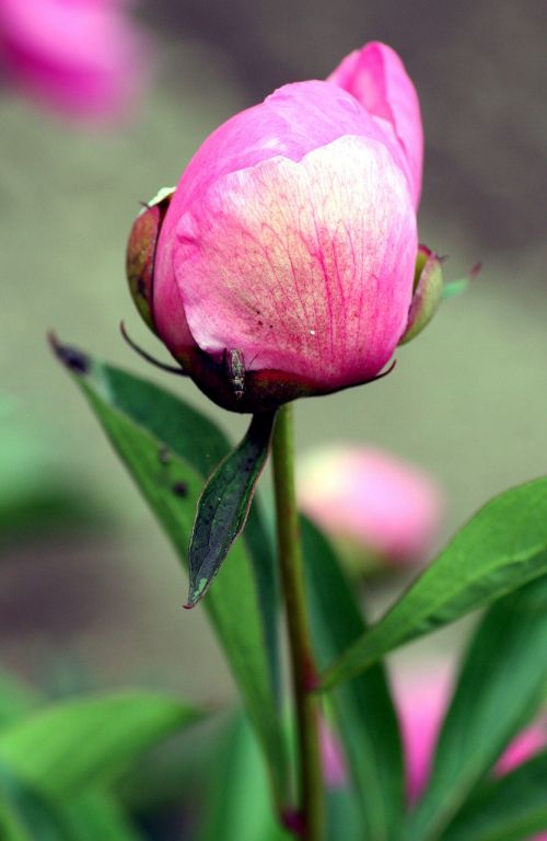 flower peony pink