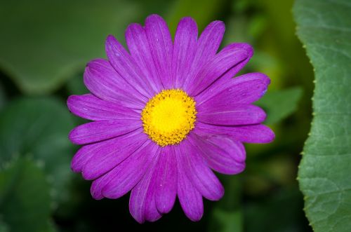 flower purple violet