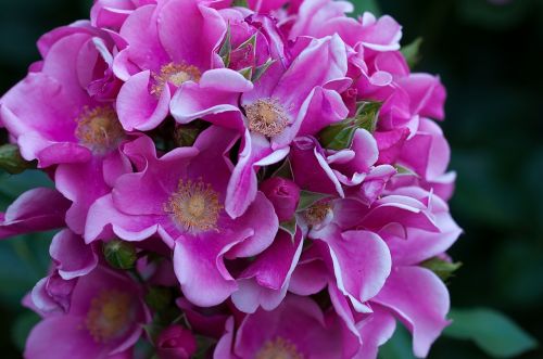 flower plant flowers