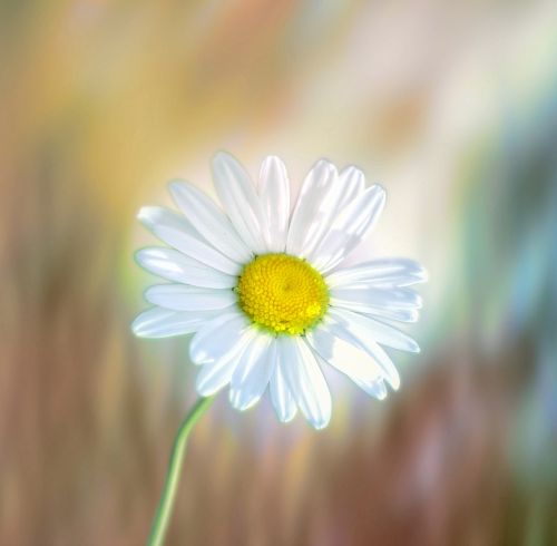 flower meadow nature