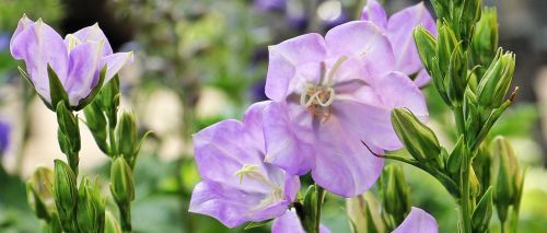 bellflower flower farmers local market