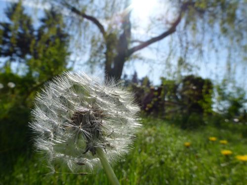 flower plant dandelion