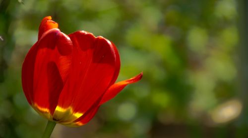 tulips sunny day sheet
