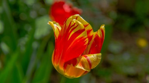 tulips sunny day sheet
