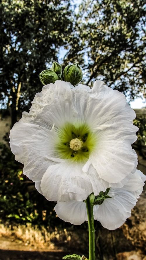 flower white garden