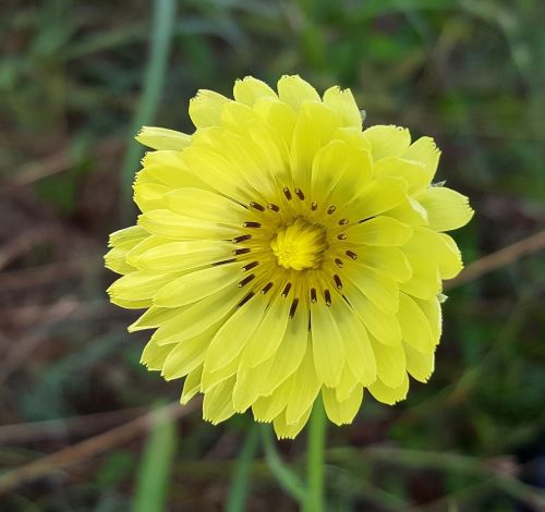 flower yellow flower texas dandelion