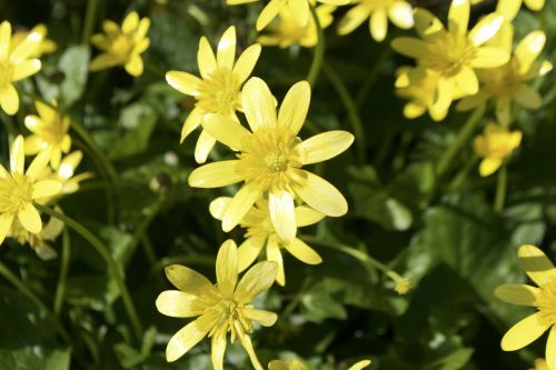 flower yellow buttercup