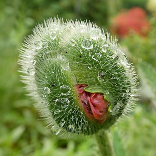 flower poppy papaver rhoeas