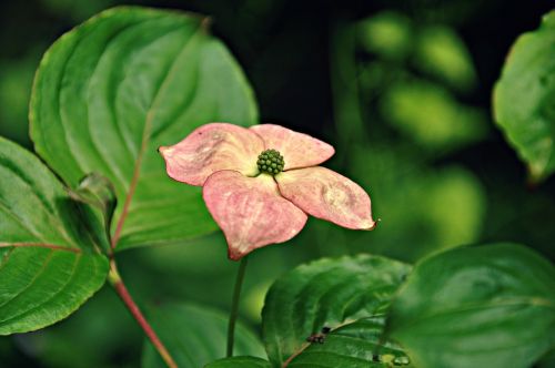 flower petal bloom