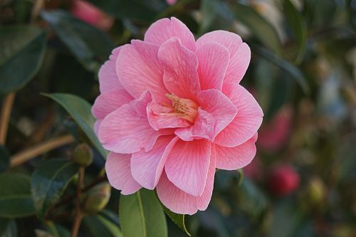 flower flora japan quince