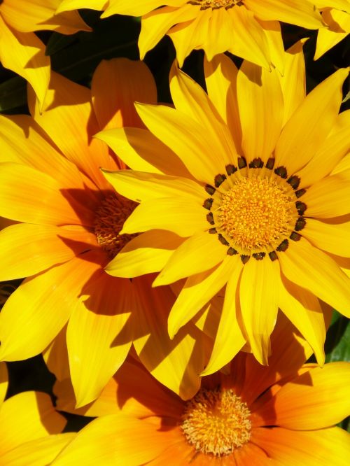 flower yellow background