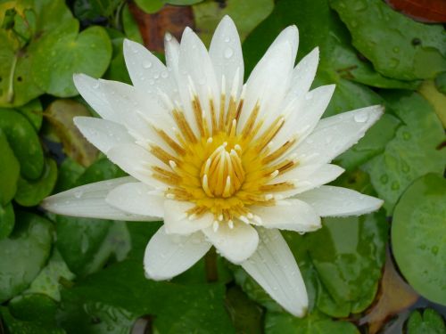 flower white water lily martinique