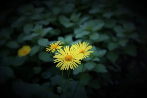 flower perennial plant