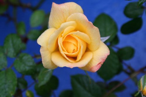 flower rose yellow