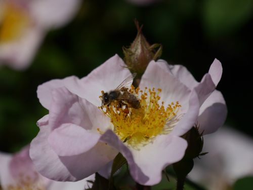 flower wild rose bee