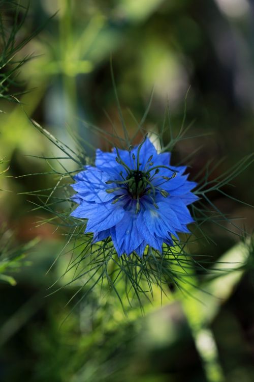 flower spring flowers blue flower