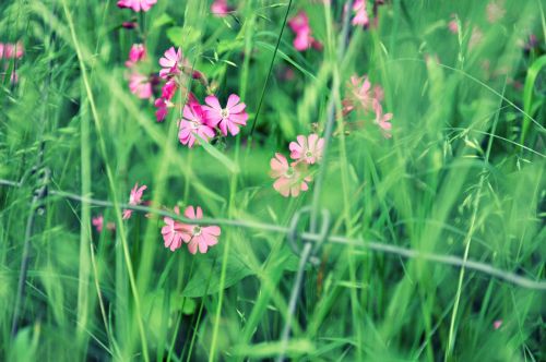 flower lychnis field flower