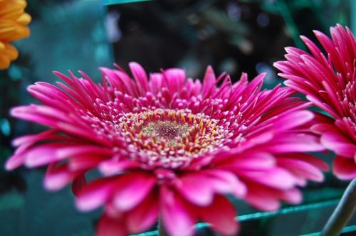 flower red nature