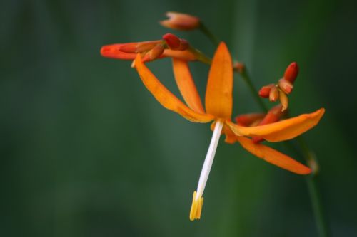 flower orange orange flower