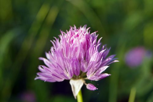 flower violet a garden plant