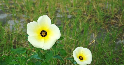 flower flowers nature