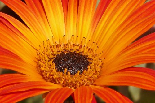 orange flower daisy
